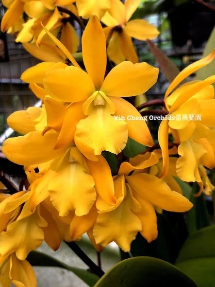 Enanthleya Golden Sunburst