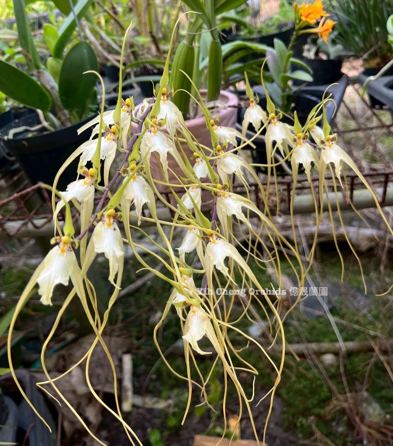 Brassia chloroleuca