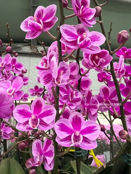 Phalaenopsis
