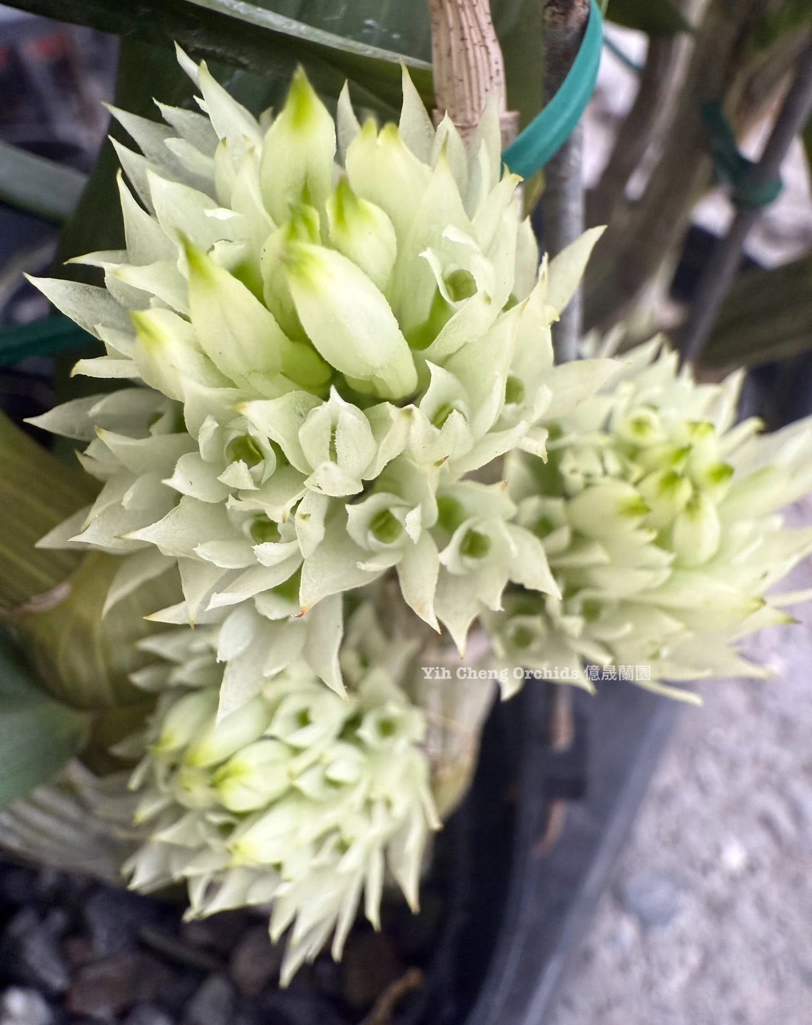 Dendrobium capituliflorum
