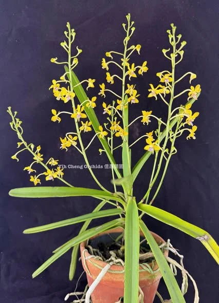 Vanda testacea