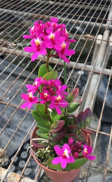 Epidendrum Charm Valley “Little Dragon”