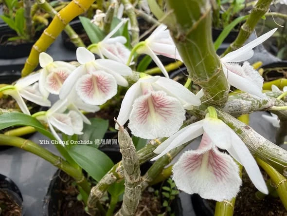 Dendrobium cretaceum 血絲白貝殼石斛
