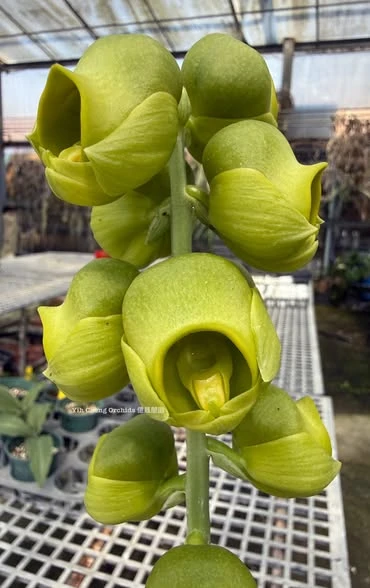 Catasetum planiceps