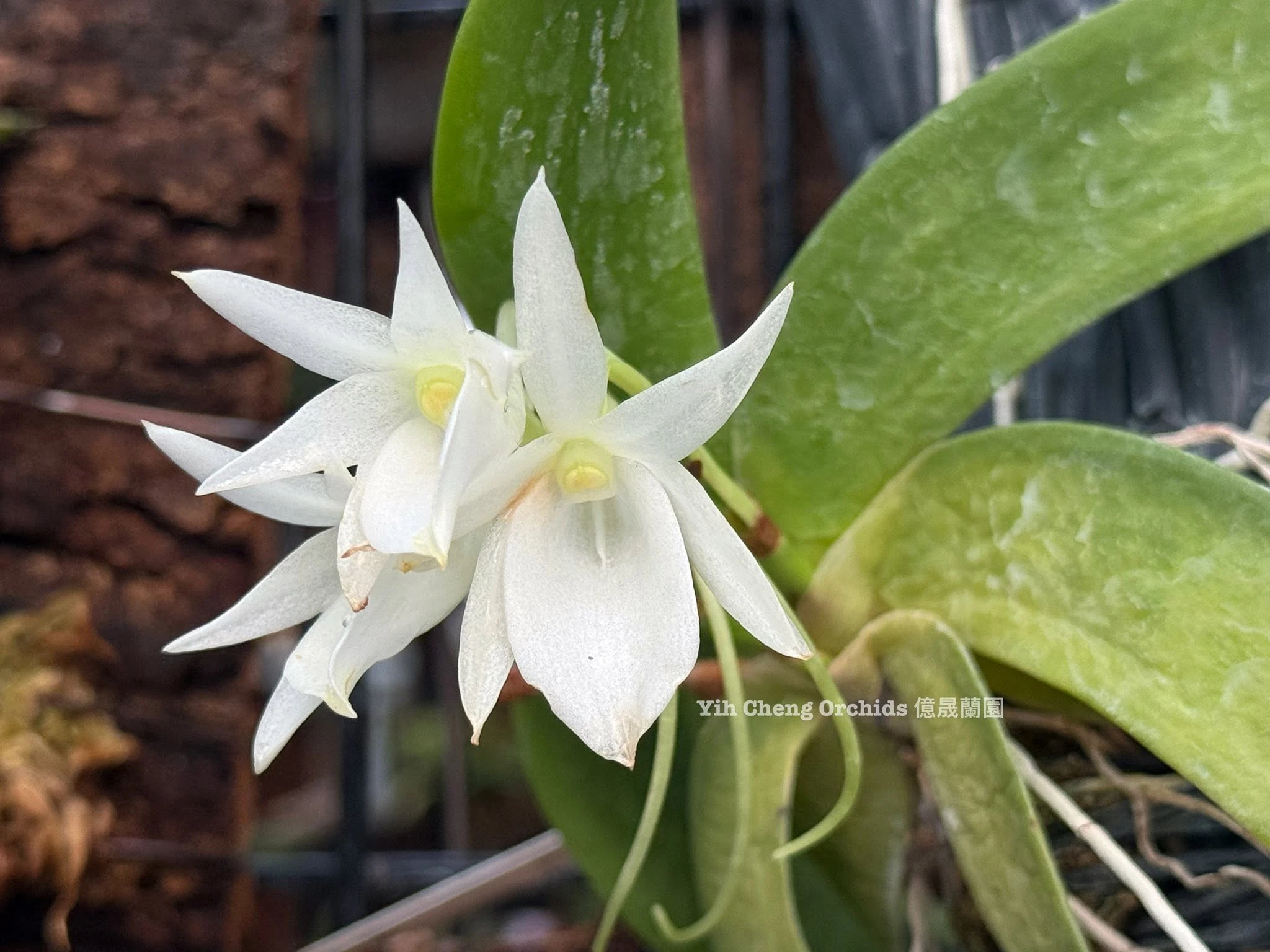 Aerangis leonis