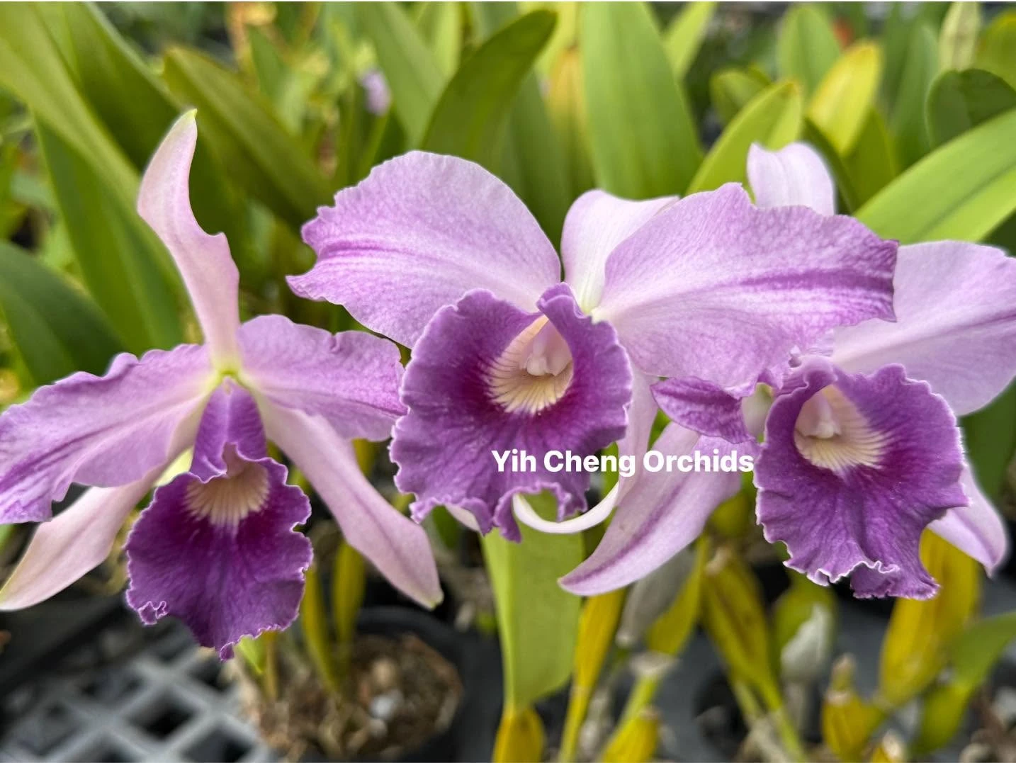 Lc. Canhamiana var. coerulea ''Azure Sky'' HCC/AOS