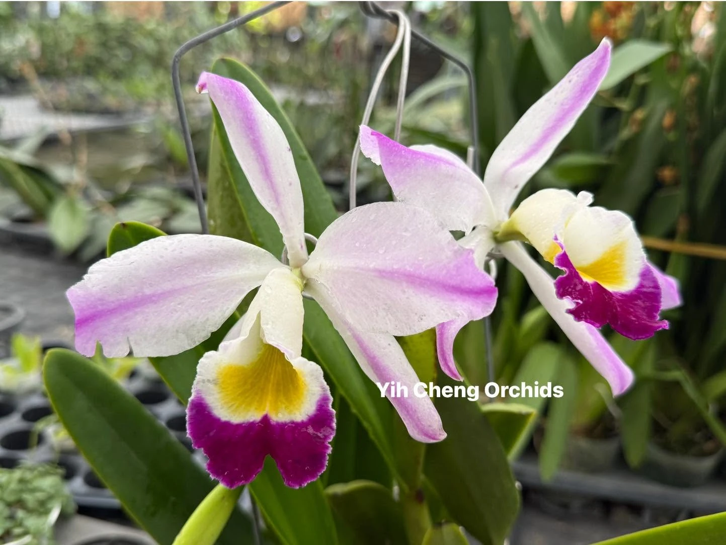 C. eldorado var. semi-alba flamea