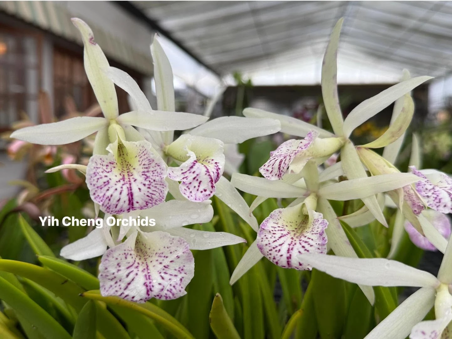 Bc. Nanipuakea 'Dogashima'