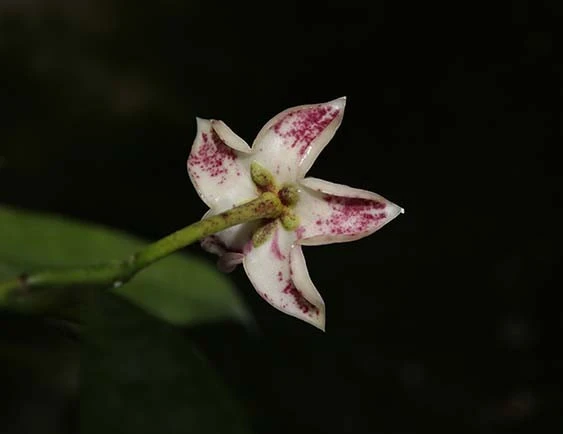 hoya griffithii