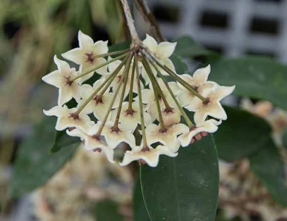 hoya graveolens