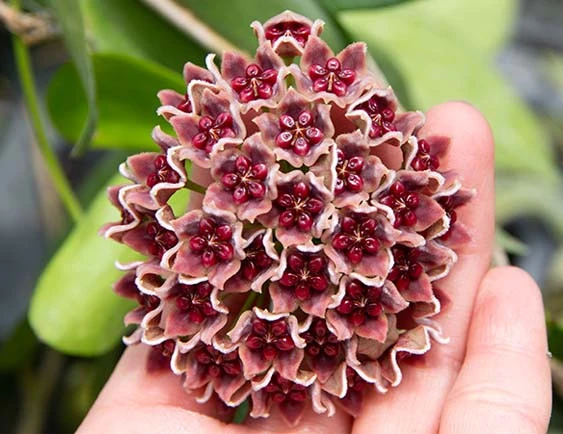 hoya globulifera