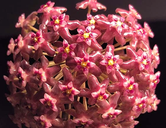hoya glabra Schlechter 1908