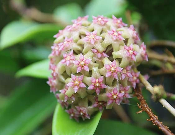 hoya glabra yellow