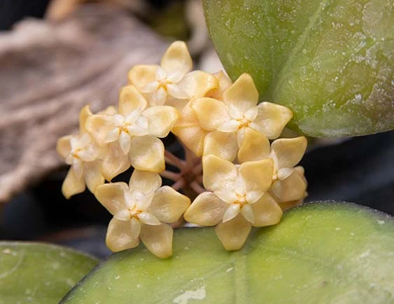 hoya forbesii