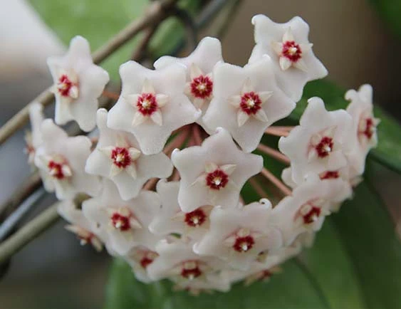 hoya fungii