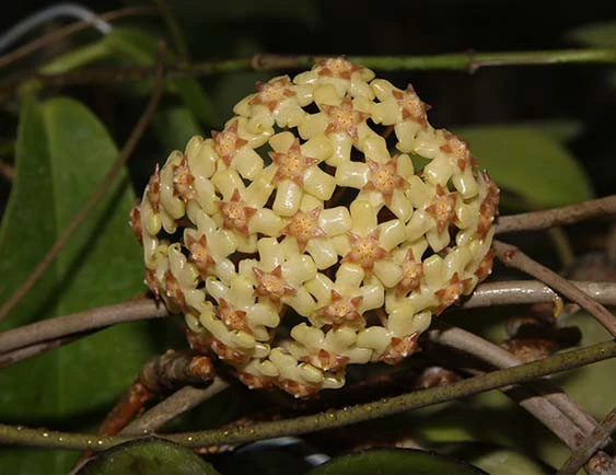 hoya fusco marginata