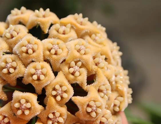 hoya fraterna