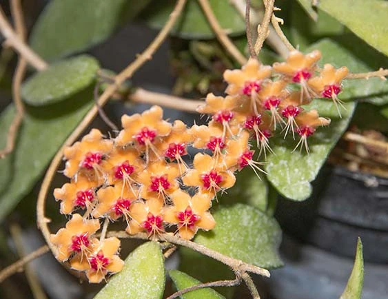 hoya flagellata gold