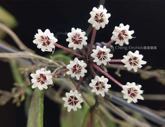 hoya flagellata