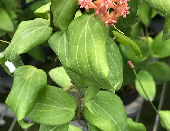 hoya fitchii