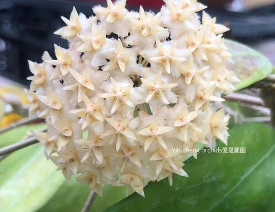 hoya erythrostemma white