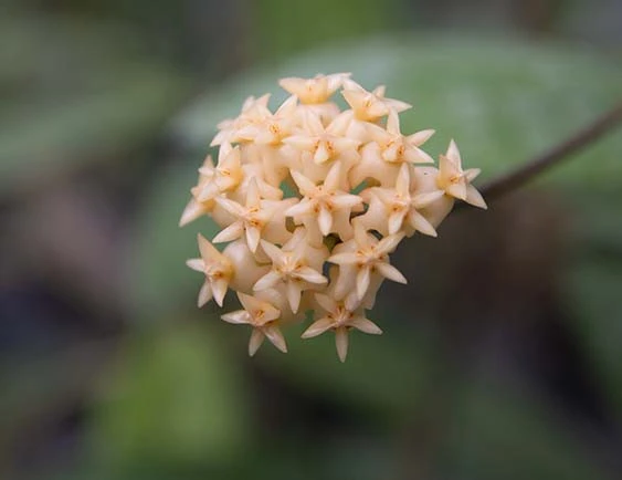 hoya erythrostemma aff .sp.sumatra NS07-004