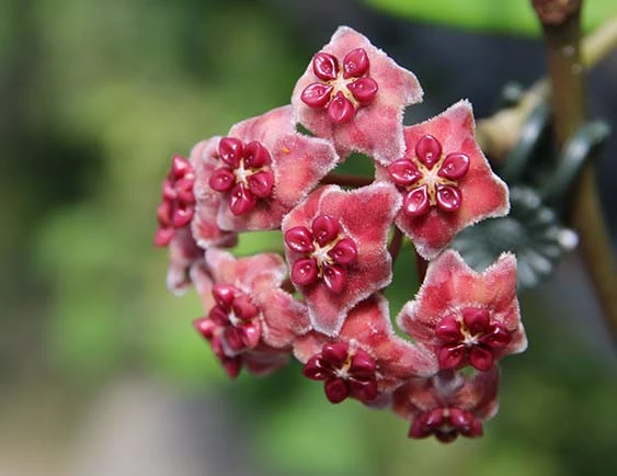 hoya excavata