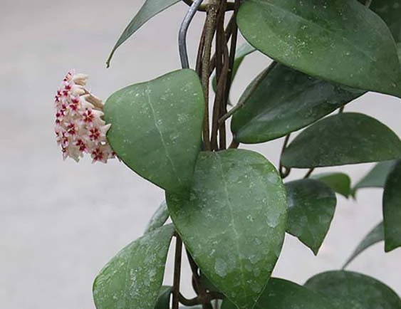 hoya erythrostemma Hat Som Paen