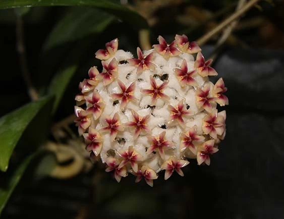 hoya erythrostemma sukhirin narathiwat