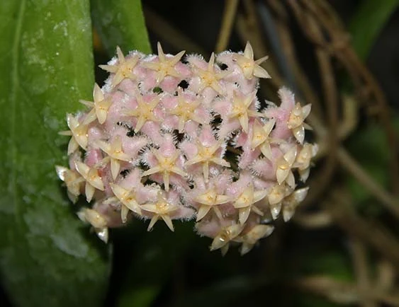 hoya erythrostemma pink