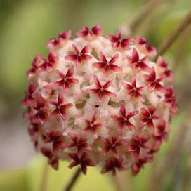 hoya erythrostemma banglane