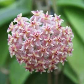 hoya erythrostemma 'Choling Pink'IML 1423