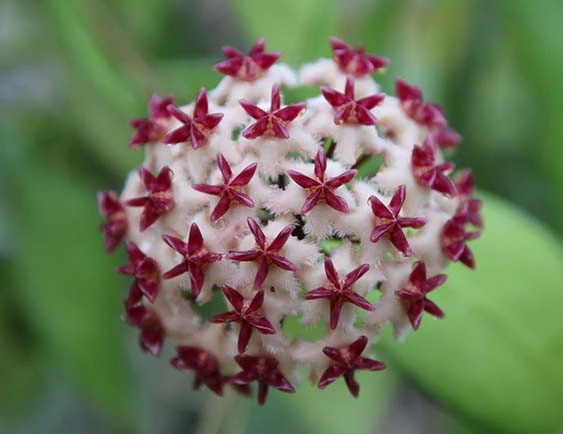hoya erythrostemma new