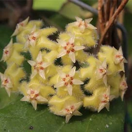 hoya erythrina nara