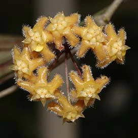 hoya erythrina