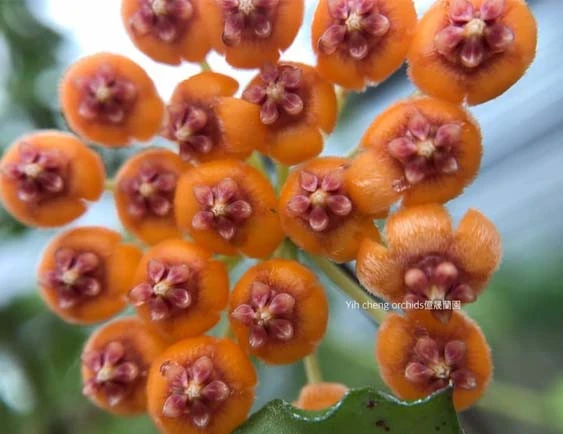hoya endauensis