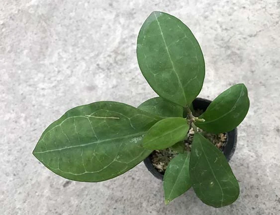 hoya elliptica