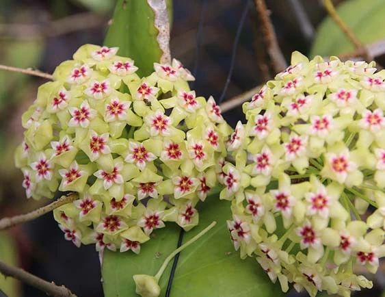 hoya dolichosparte
