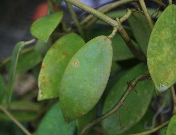 hoya diversifolia