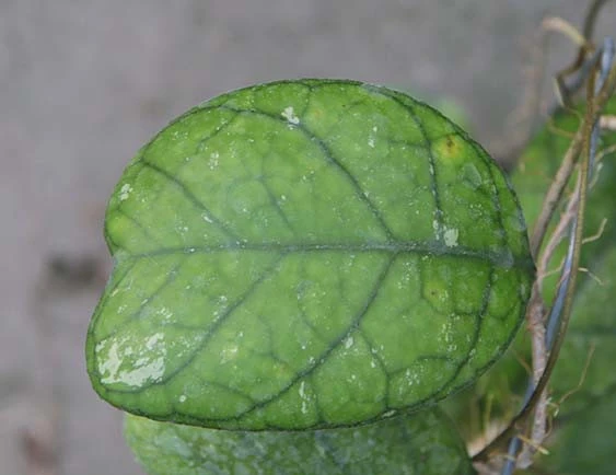 hoya deykei