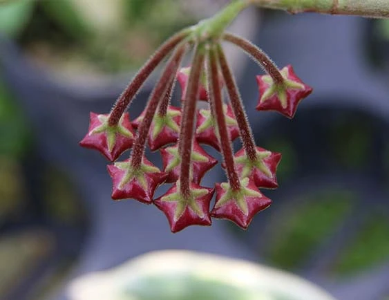 hoya densifolia dark flower