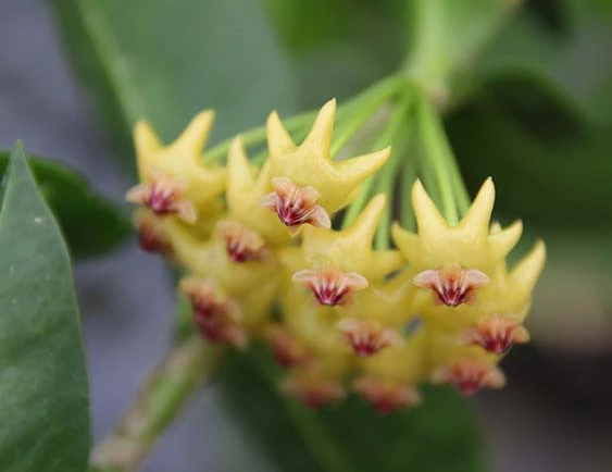 hoya densifolia