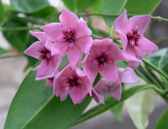 hoya dennisii