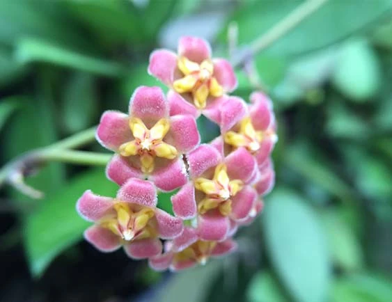 hoya davidcumingii