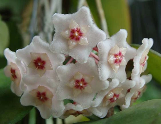 hoya dasyantha