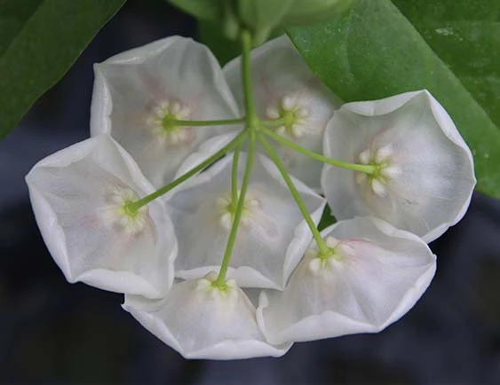 hoya danumensis