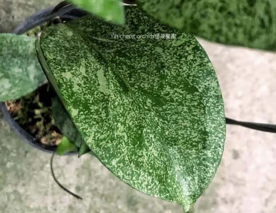 hoya cv michelle