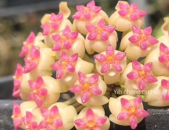hoya cv patcharawalai no 23