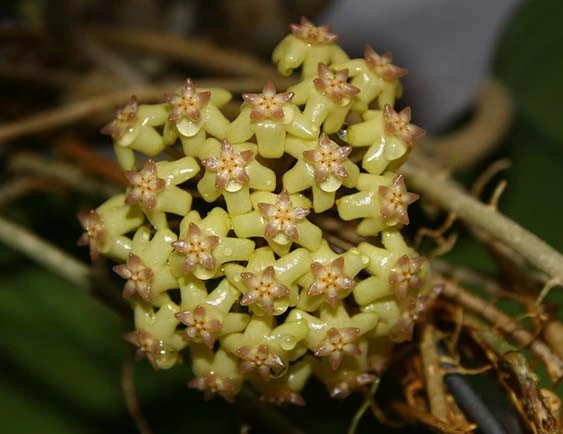 hoya cv noelle