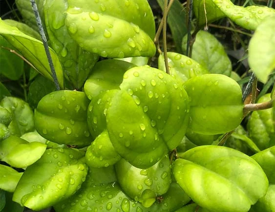 hoya cv.viola